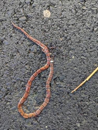 Swinhoe's Temperate Asian Coralsnake