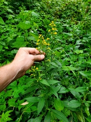 Solidago glomerata