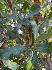 Banksia quercifolia