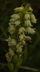 Pseudorchis