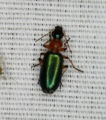 Calleida punctata
