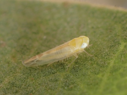 iNaturalist observation photo of Empoascini