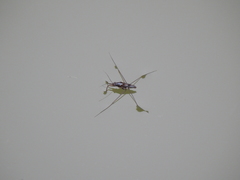 Limnogonus