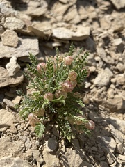 Astragalus jejunus