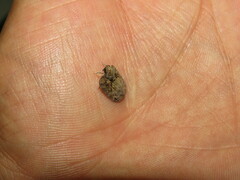 Flatoidinus punctatus