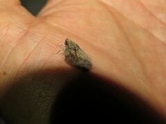 Flatoidinus punctatus
