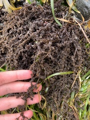 Odonthalia floccosa