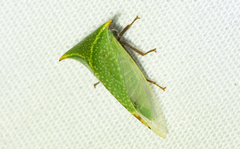 Stictocephala bisonia