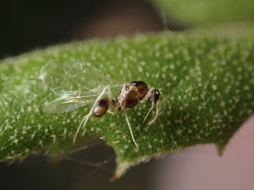 iNaturalist observation photo of Myrmicine Ants