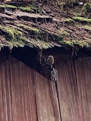 Troglodytes pacificus