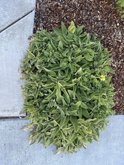 Chenopodium littoreum