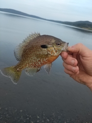 Lepomis auritus × macrochirus