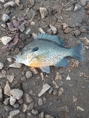 Lepomis auritus × macrochirus