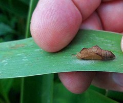 Lepidoptera