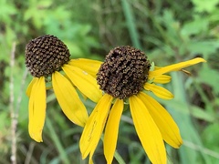 Rudbeckia scabrifolia