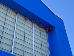 Petrochelidon pyrrhonota