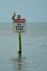 Pelecanus occidentalis