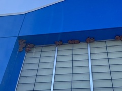 Petrochelidon pyrrhonota