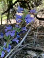 Penstemon anguineus