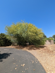 Parkinsonia aculeata