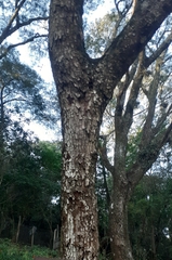 Parapiptadenia excelsa
