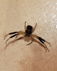 Xysticus texanus
