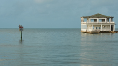 Pelecanus occidentalis