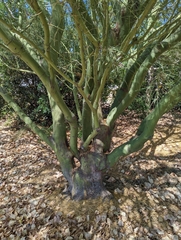 Parkinsonia aculeata