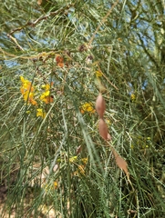 Parkinsonia aculeata