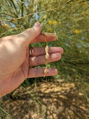 Parkinsonia aculeata
