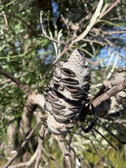 Banksia occidentalis