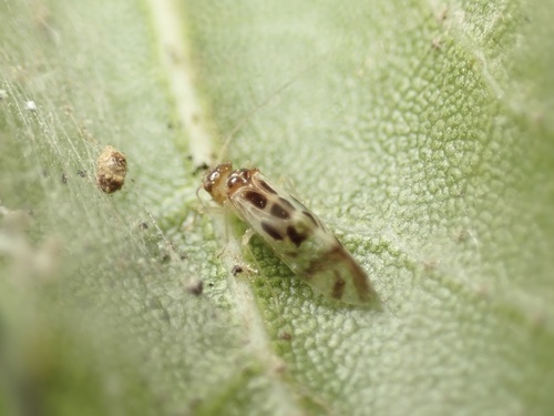 iNaturalist observation photo of F-winged Barklouse