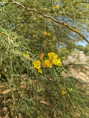 Parkinsonia aculeata
