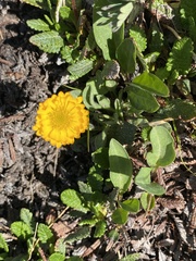 Erigeron aureus