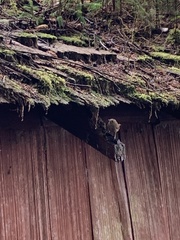 Troglodytes pacificus