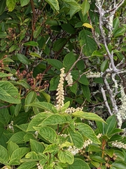 Clethra acuminata