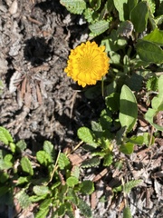 Erigeron aureus