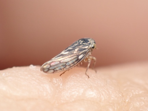 iNaturalist observation photo of Agalliina