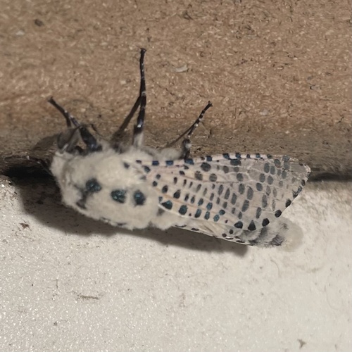 Wood Leopard Moth photo 6