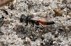 Tachysphex pechumani