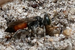 Tachysphex pechumani