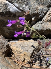 Penstemon purpusii