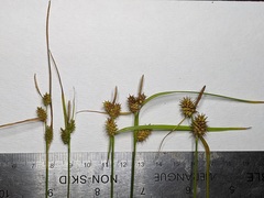 Carex × subviridula