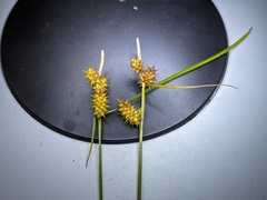 Carex × subviridula