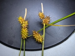 Carex × subviridula