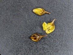 Carex × subviridula