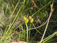 Carex × subviridula