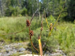 Carex × subviridula