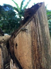 Galapaganus