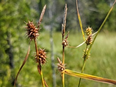 Carex × subviridula